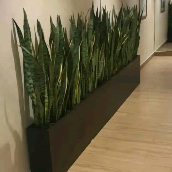 Alargadas