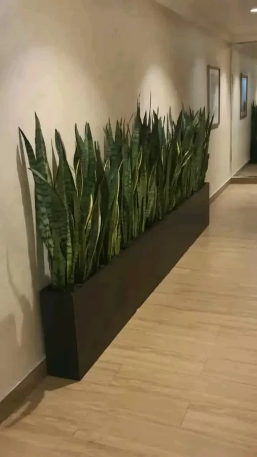 Alargadas
